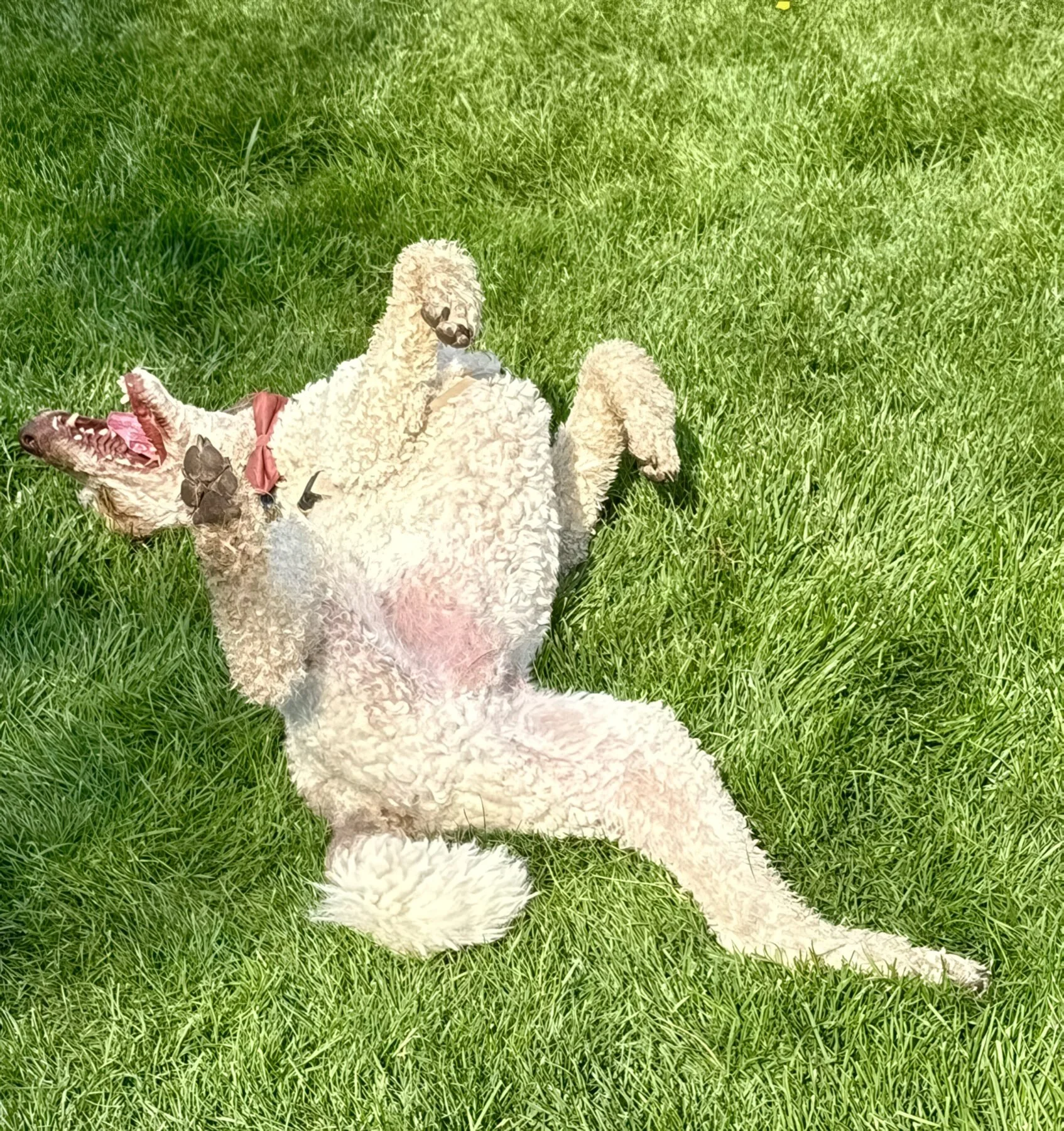 A poodle rolled on its back in the grass, fast asleep after a long walk