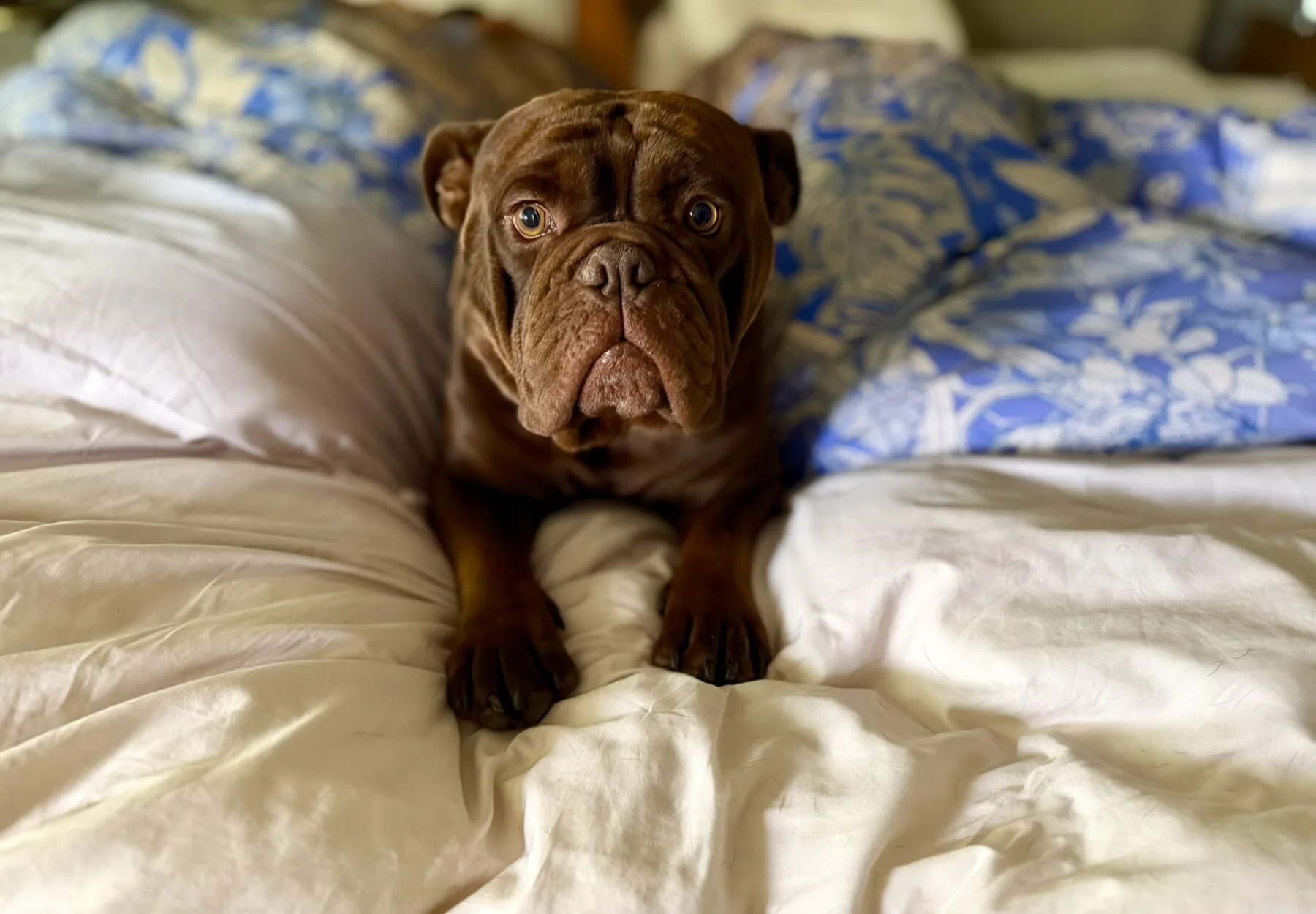 Nigel settled into fresh linens