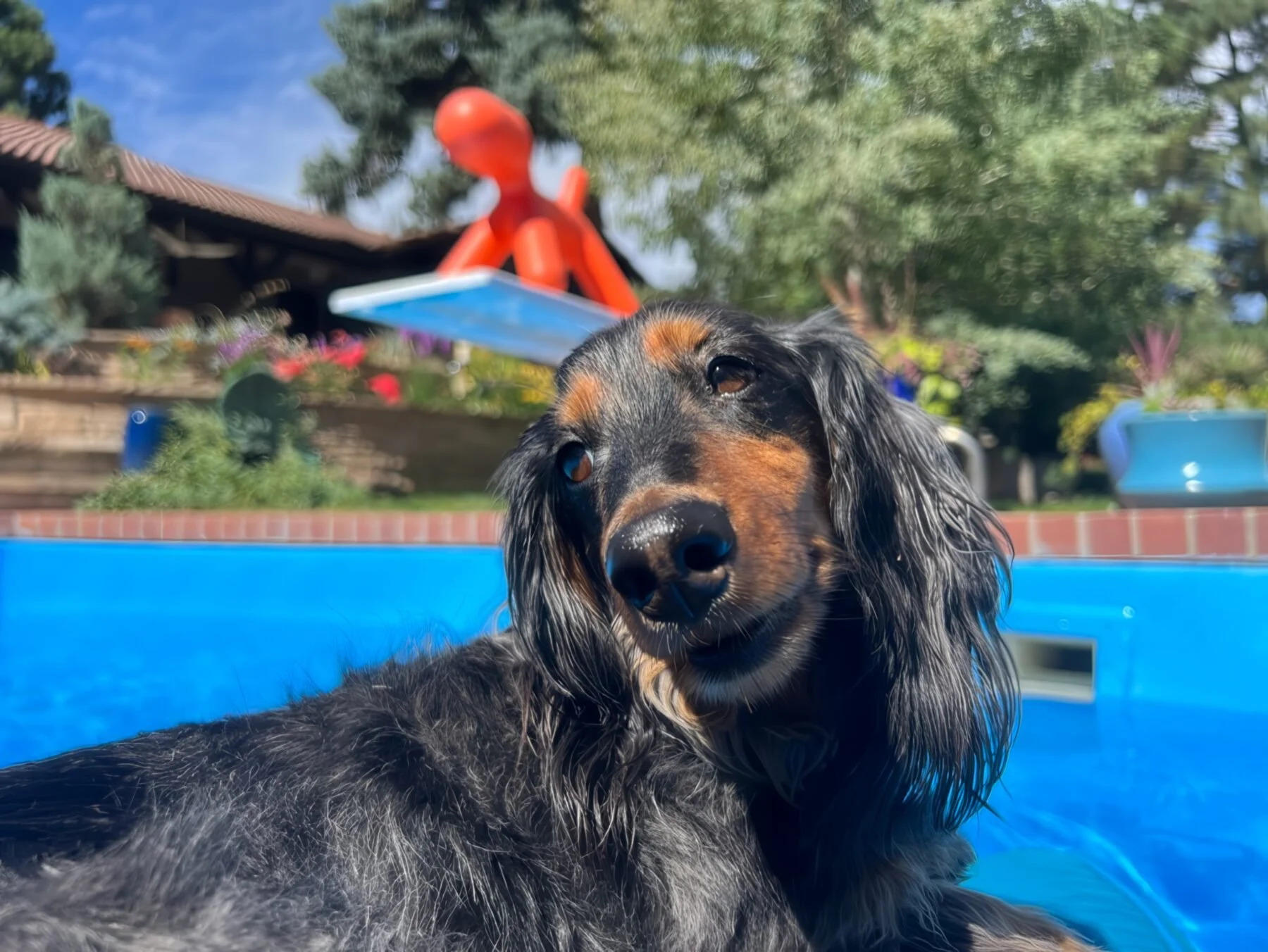 A dachshund lounging poolside