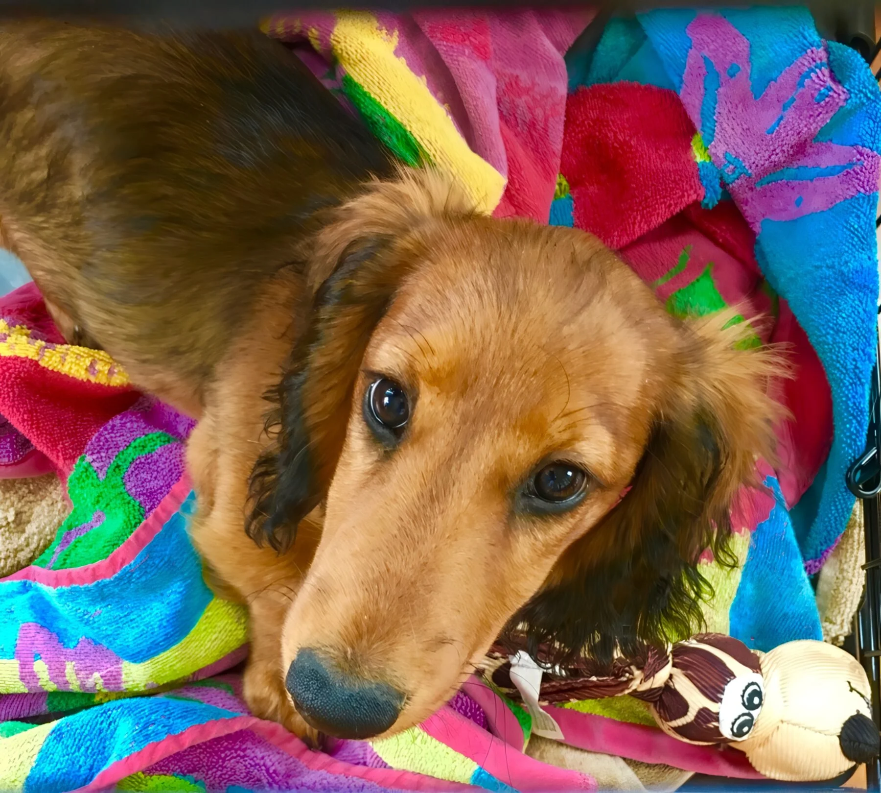 Louie with his favorite towel