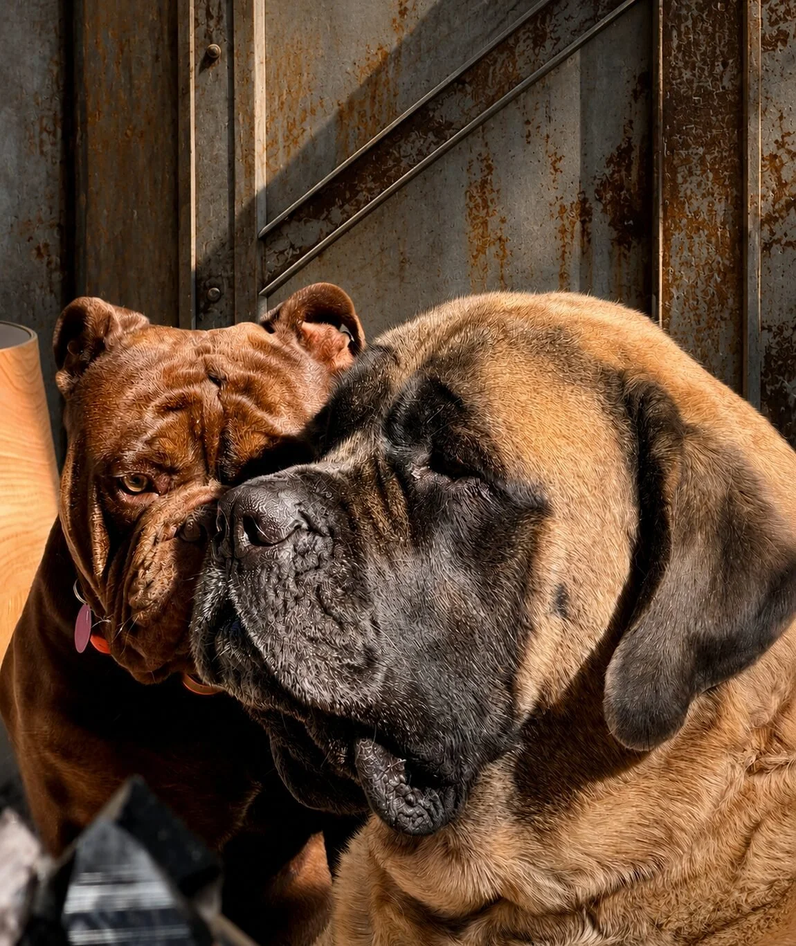 Two English Mastiffs resting their heads together