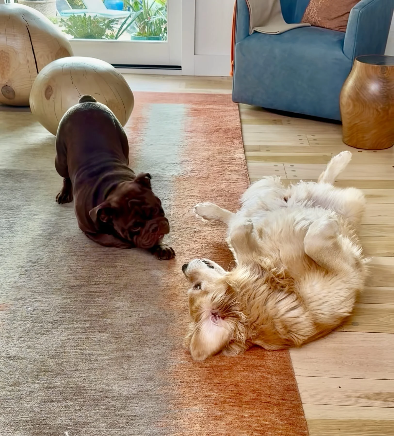 A puppy play-bow on the living room rug