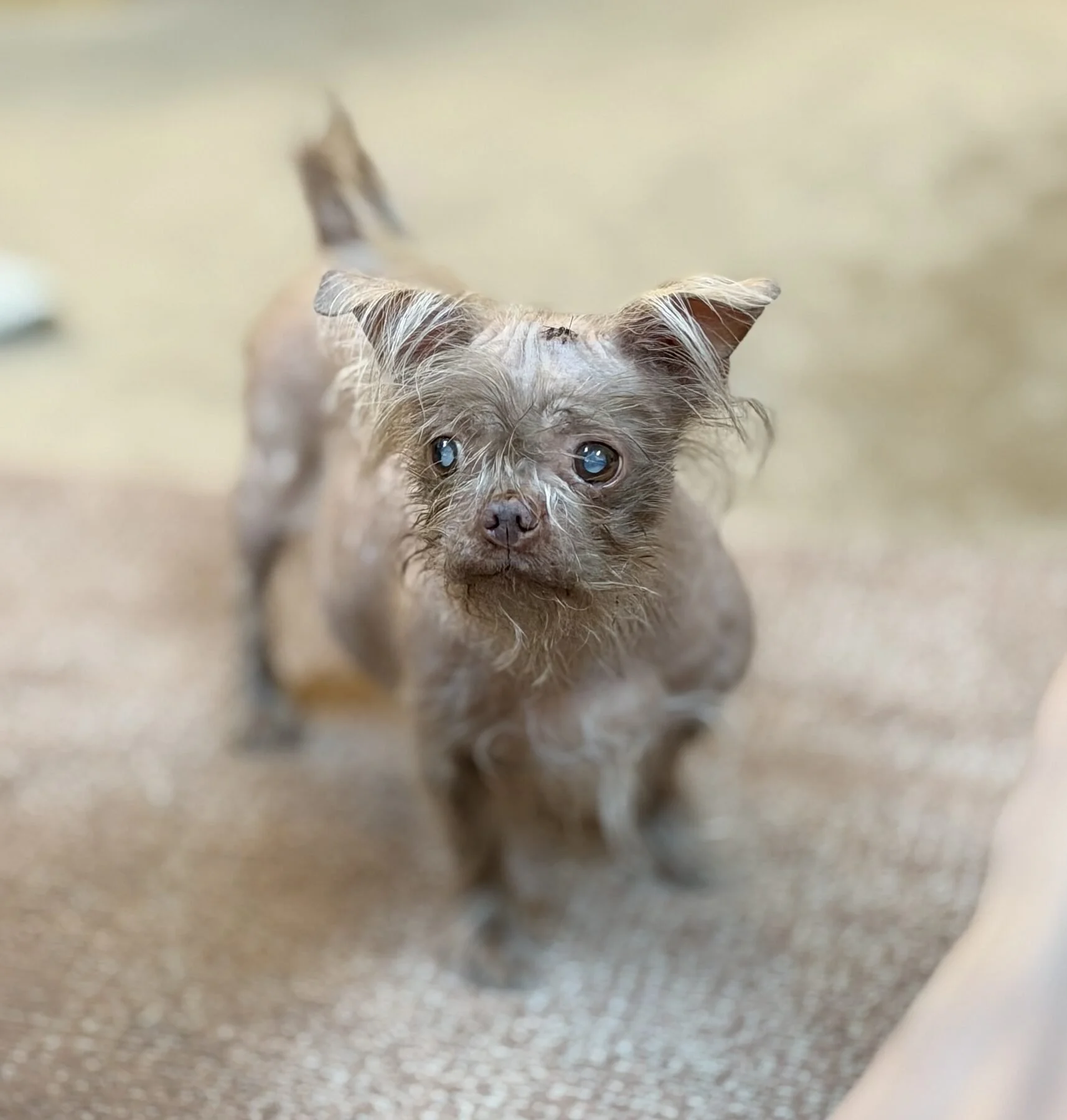 Warty, small and full of character
