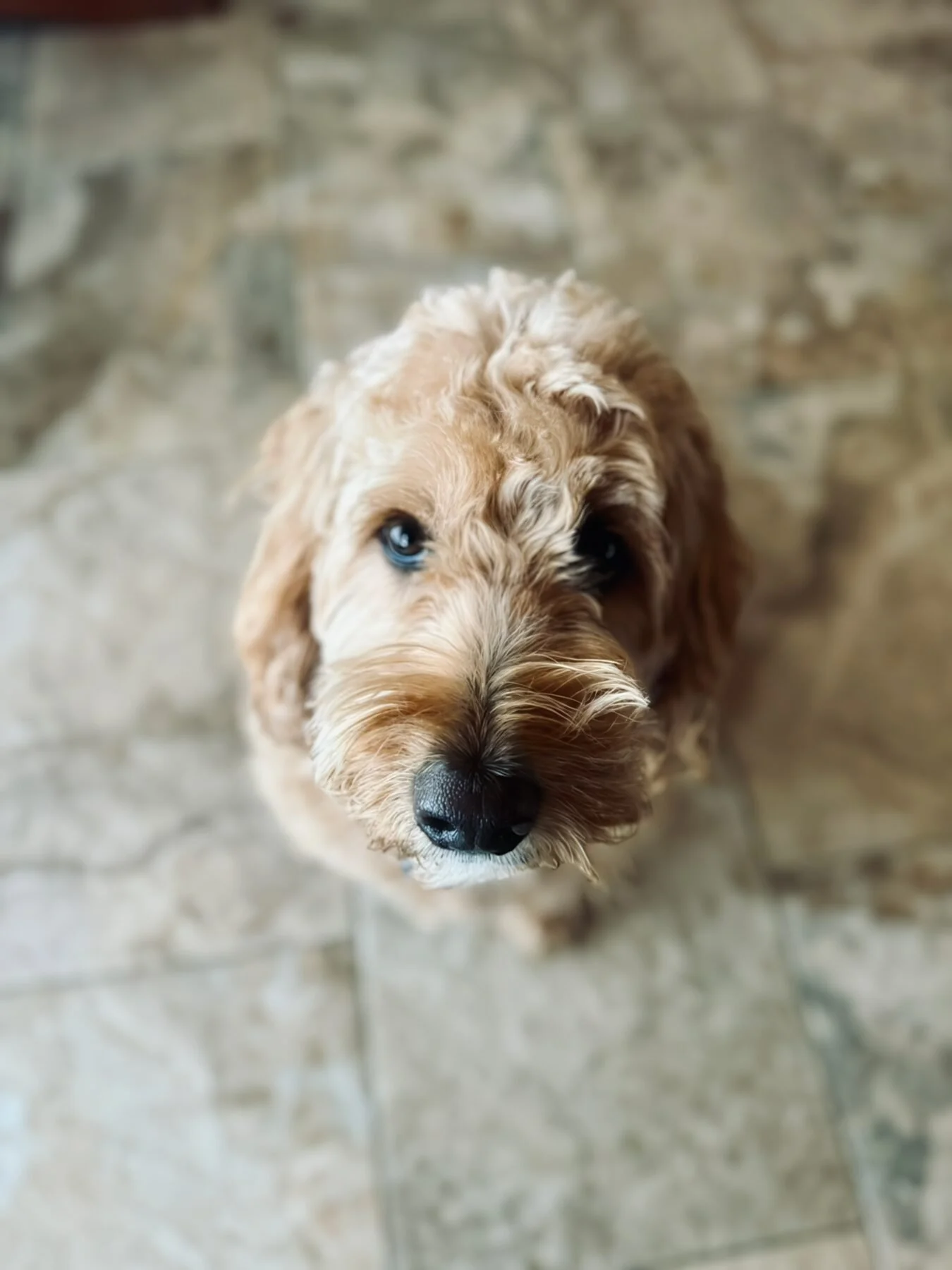 Buddy looking up