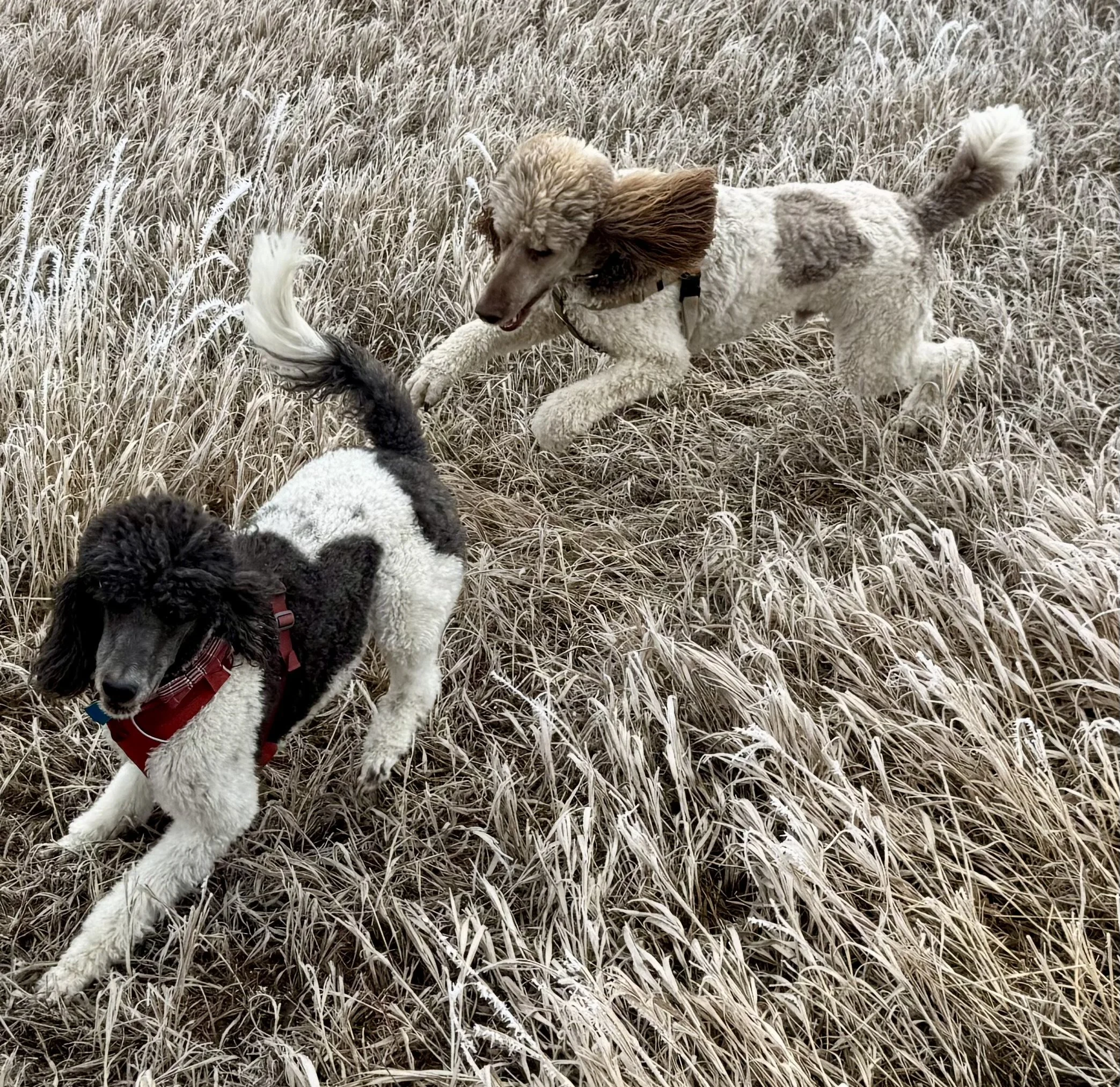 Two poodles chasing one another in frosty Boulder grass