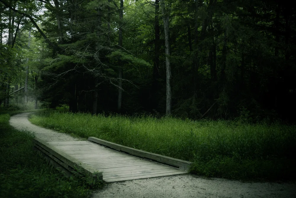 A wooden boardwalk curves through a lush, shaded forest.