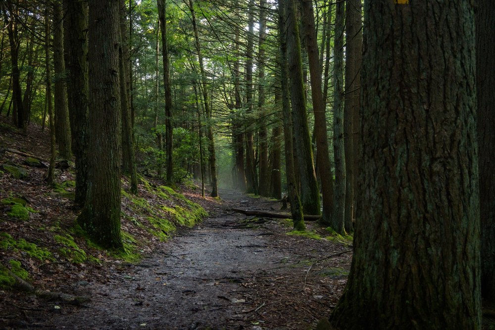 A shaded woodland path passes mossy ground and tall tree trunks.