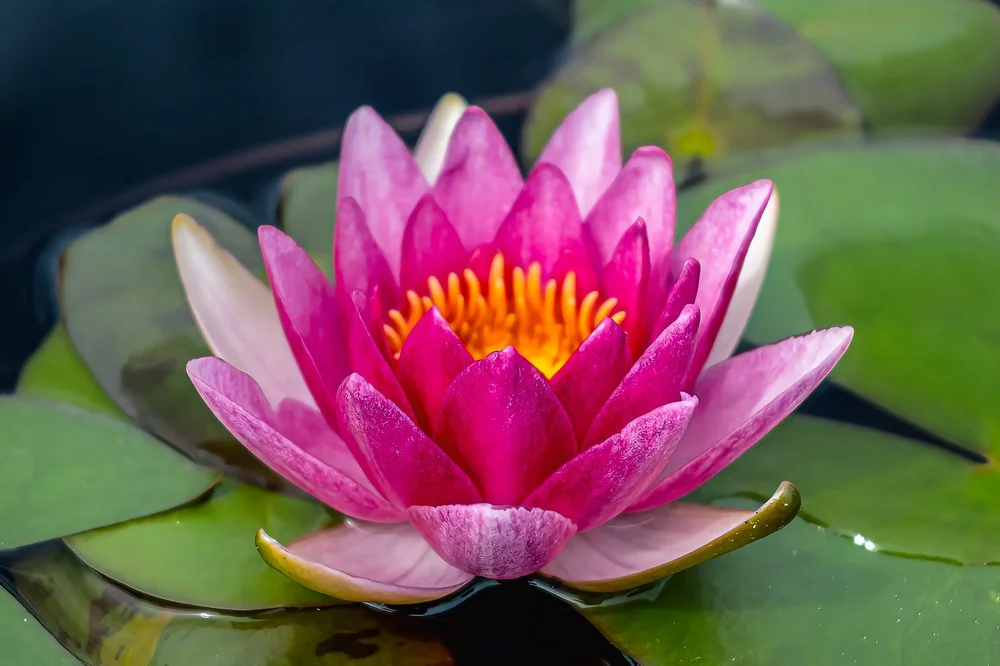 A vivid pink water lily opens above green lily pads.