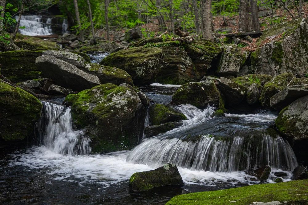 Whitewater cascades between moss-covered boulders in a woodland creek.