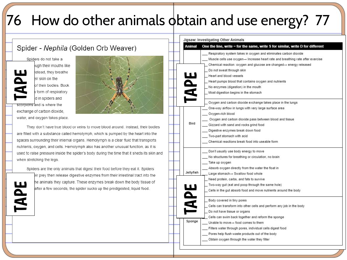 Interactive science notebook example