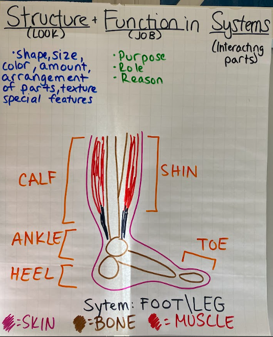 Teacher flip chart about structure and function in foot and leg systems
