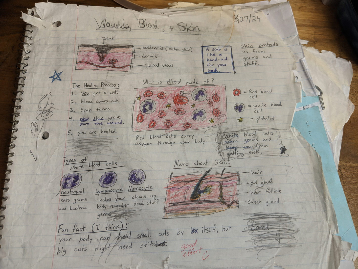 Interactive science notebook example