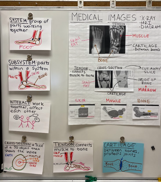 Teacher-created flip chart about foot systems, subsystems, medical images, tendon, cartilage, bone, marrow, skin, and muscle