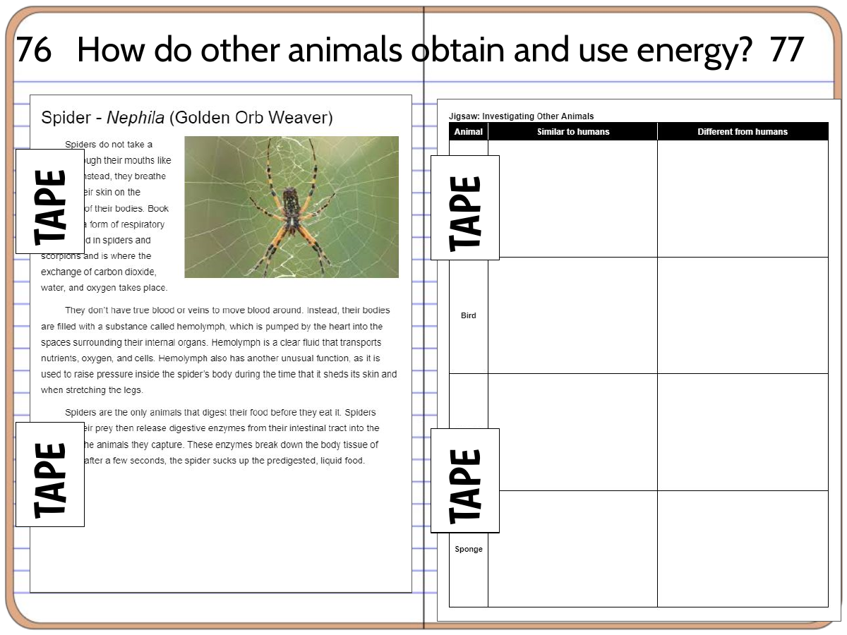 Interactive science notebook example