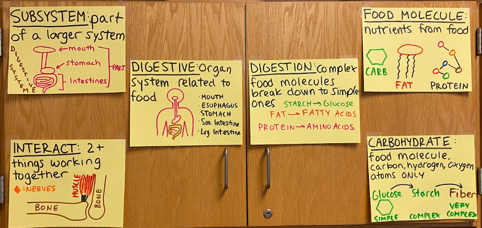 Interactive science notebook example
