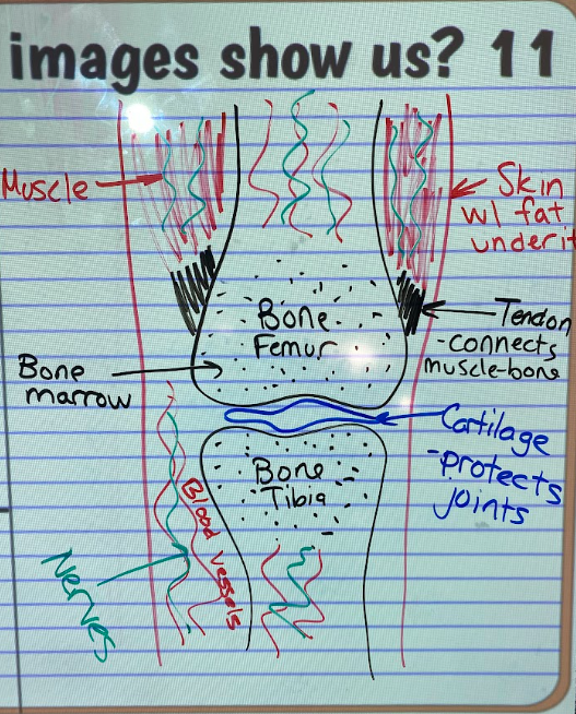 Annotated notebook diagram of bone, cartilage, tendon, muscle, skin, blood vessels, marrow, and nerves