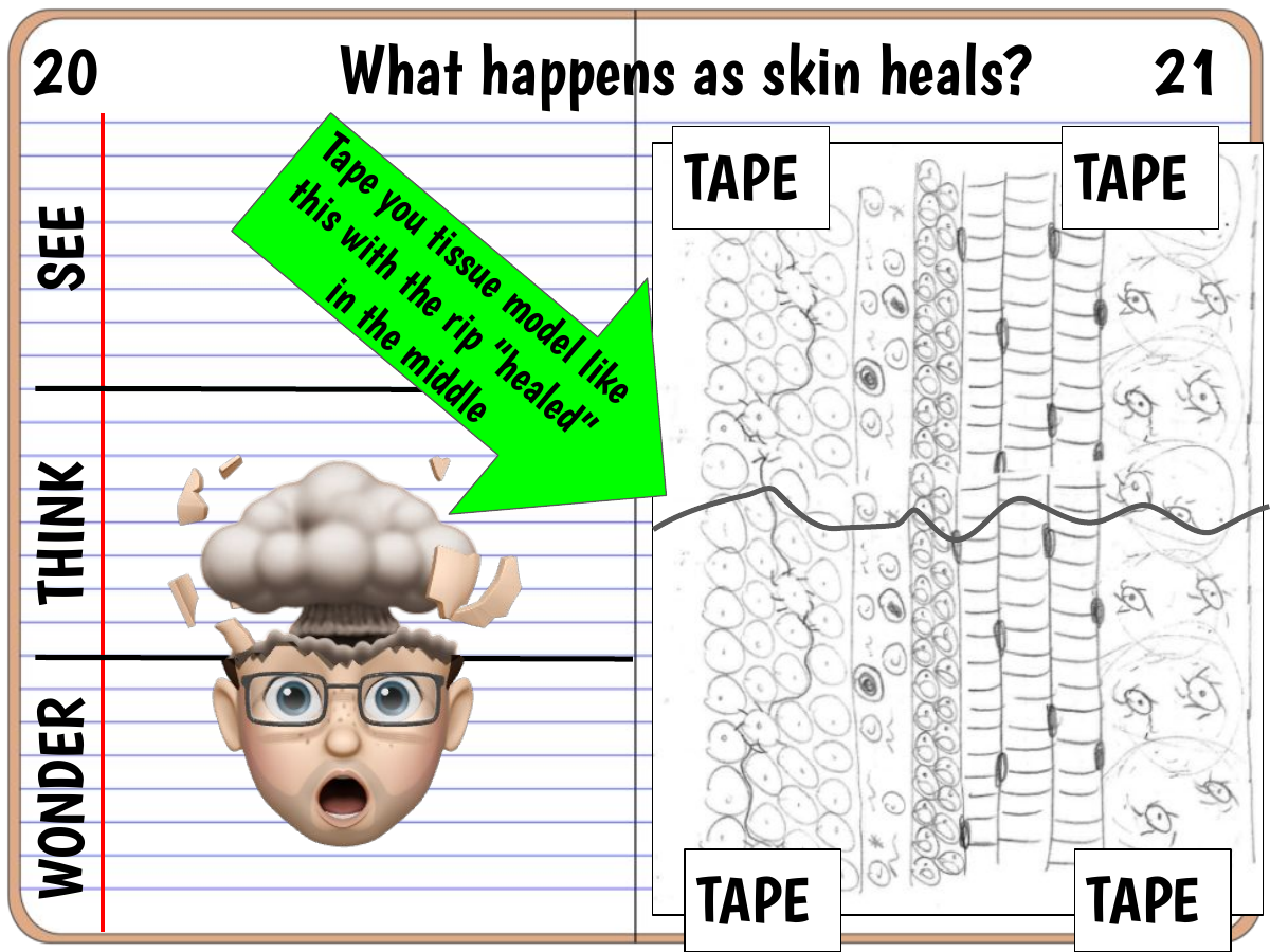 Interactive science notebook example