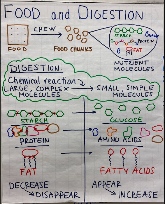 Teacher-created food and digestion flip chart showing large molecules breaking into smaller nutrient molecules