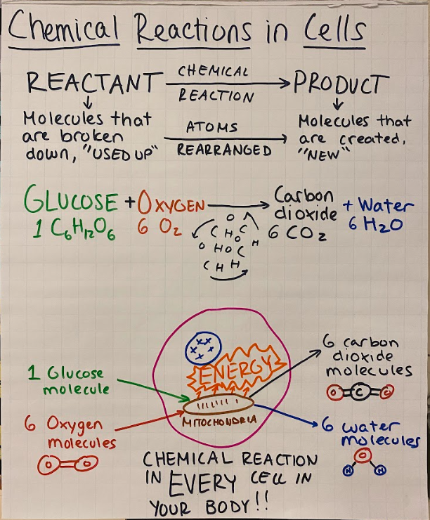 Teacher-created chemical reactions in cells flip chart showing reactants, products, glucose, oxygen, carbon dioxide, water, and cellular energy
