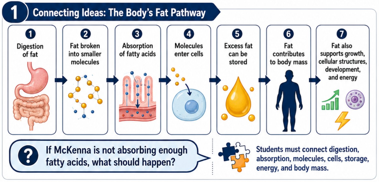 Flow chart connecting digestion of fat, absorption of fatty acids, cells, fat storage, body mass, growth, structures, and energy