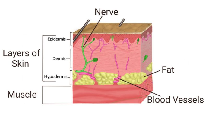 Diagram showing layers and internal structures found throughout the body