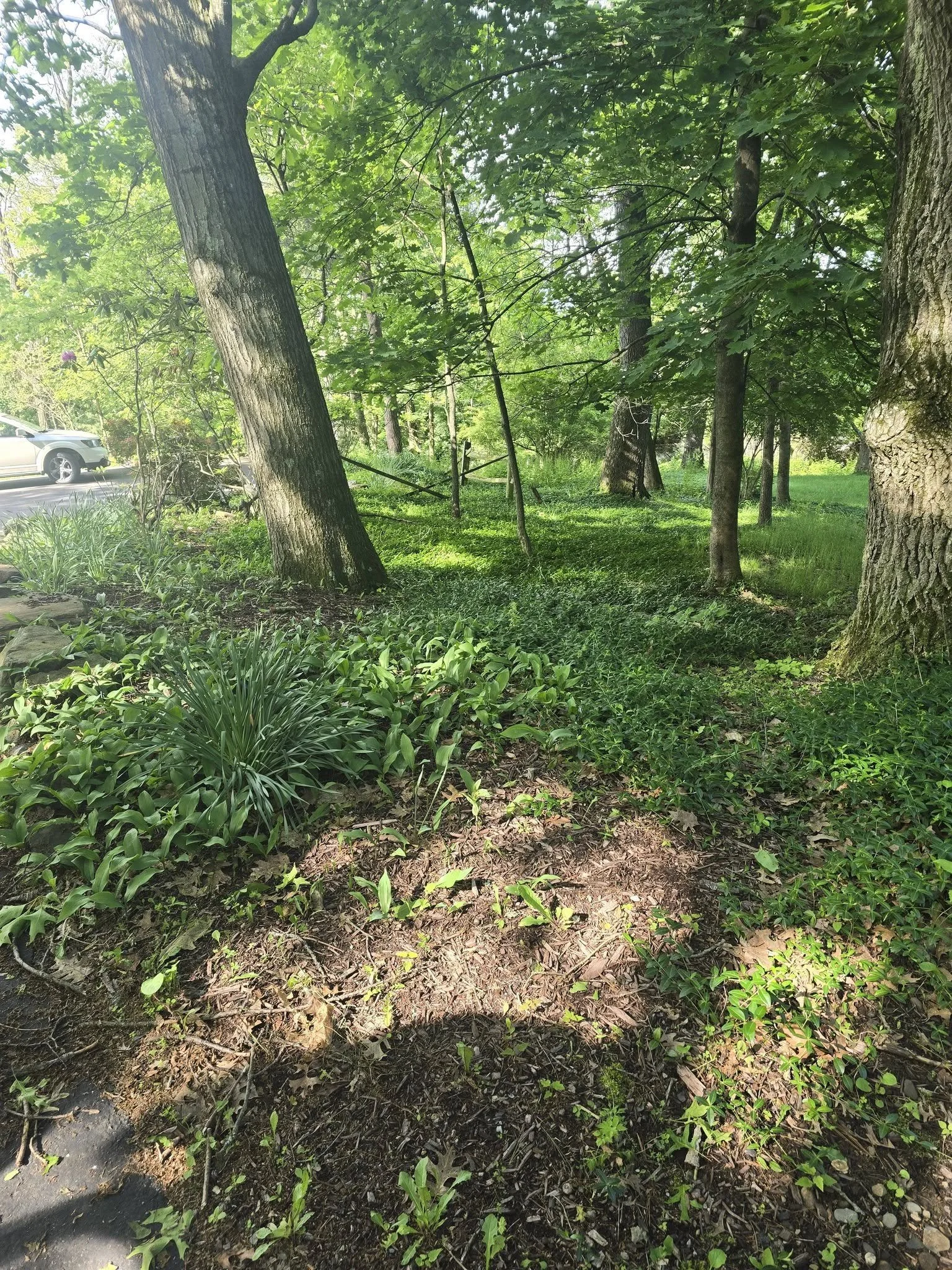 Vegetation-covered ground among trees before grading