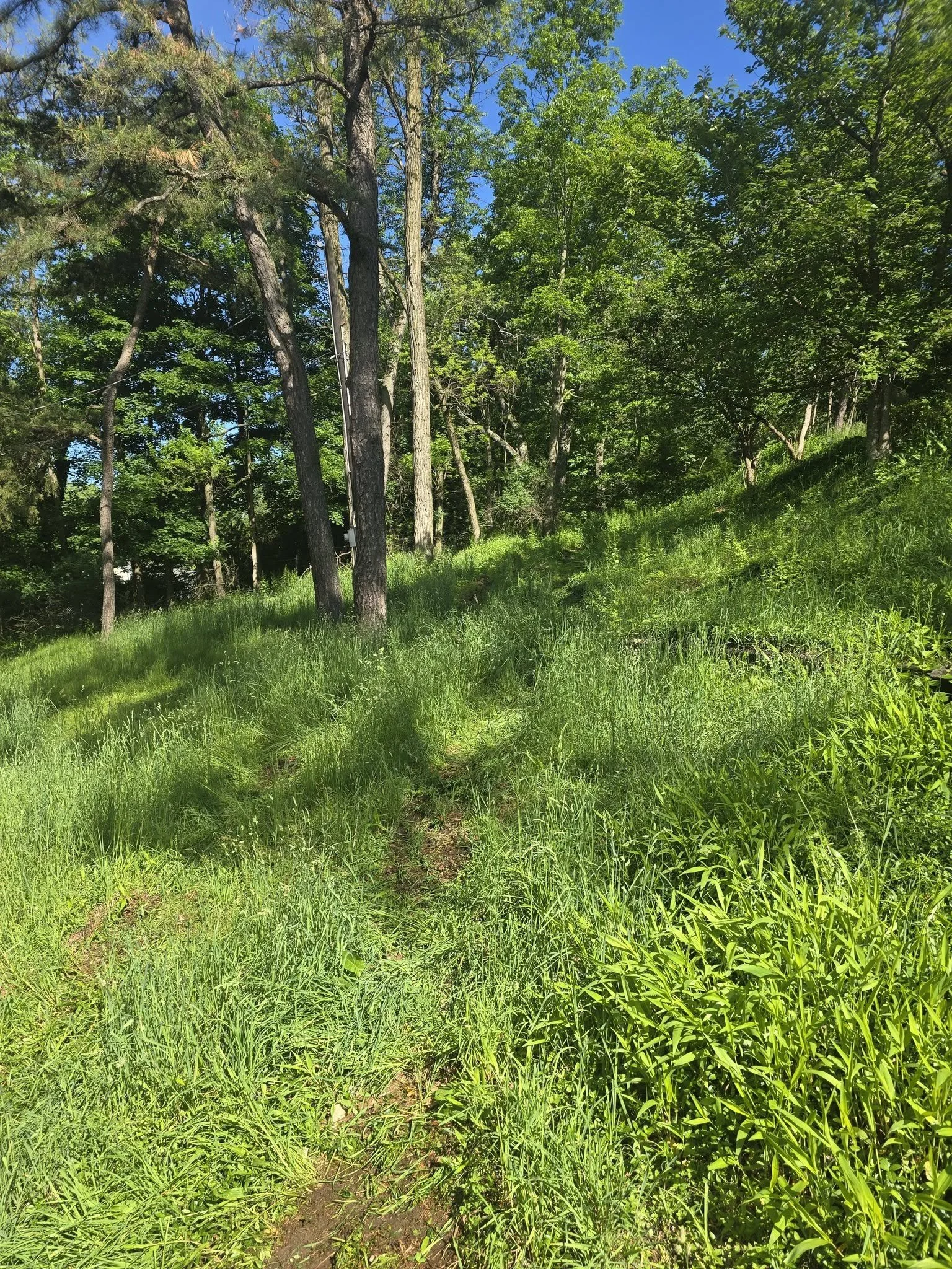 Grass-covered path beside the same two trees visible in the finished view