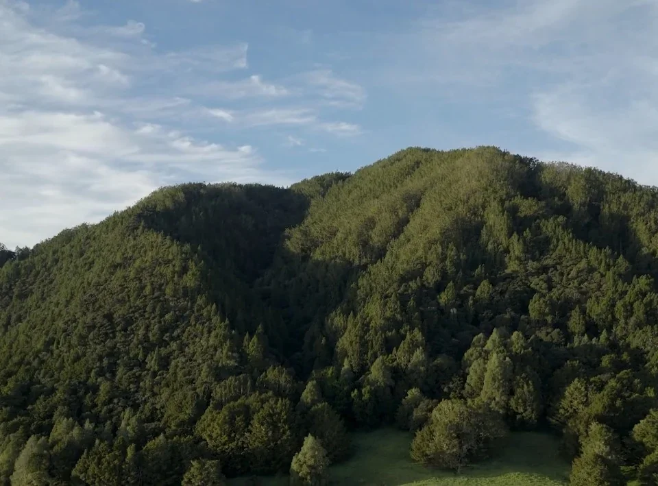 Green Northland landscape associated with Kauri Springs