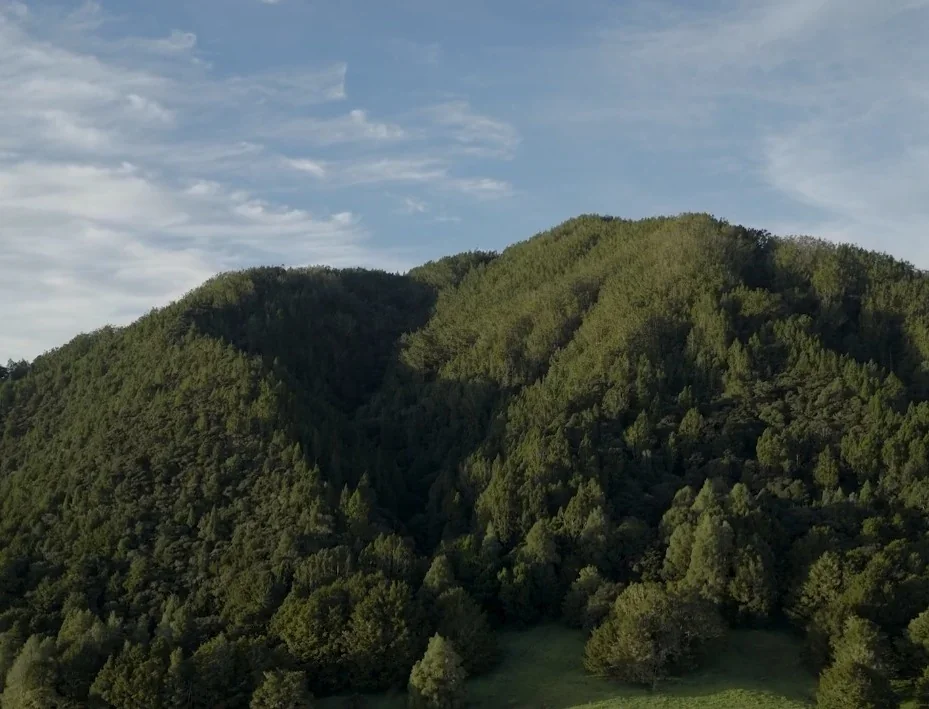 Forest-covered Northland volcanic landscape