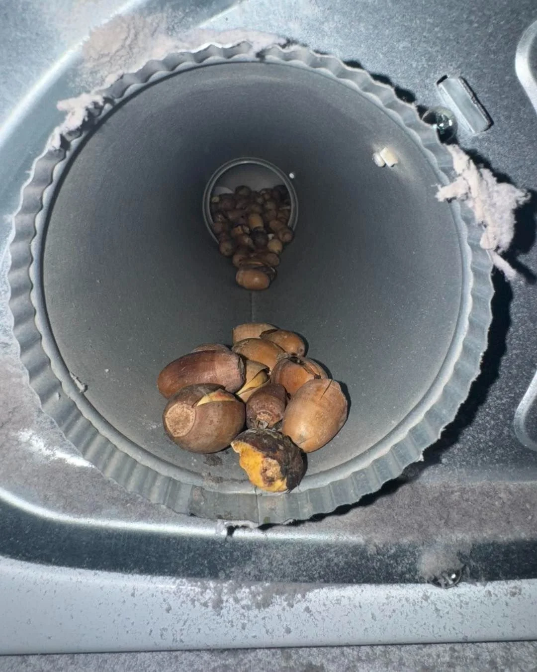 Acorns packed into a dryer vent line by a squirrel during a Spokane dryer repair by SD Appliance