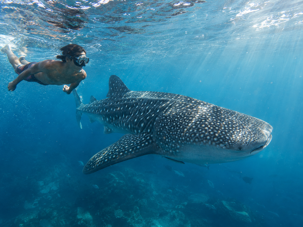 Front view of a whale shark swimming beneath the surface with a snorkeler nearby