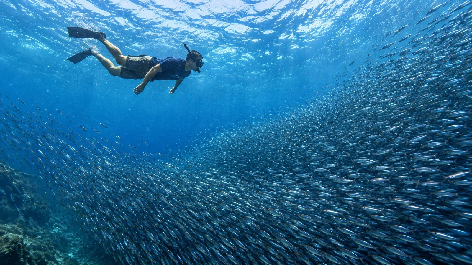A snorkeler beside a sweeping school of sardines in blue water