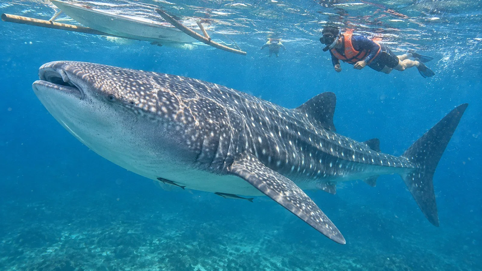 A snorkeler wearing a life jacket near a whale shark below the water surface