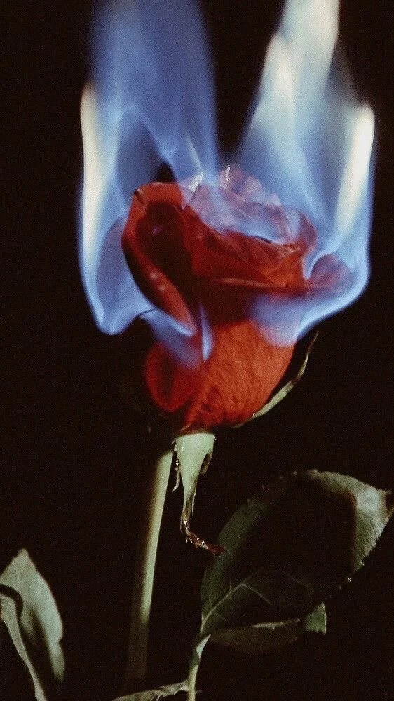A red rose surrounded by blue flame