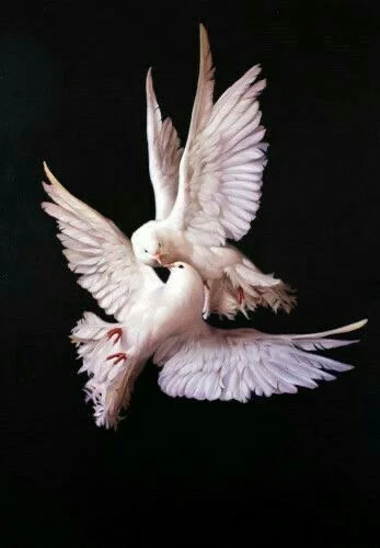 Two white doves in flight