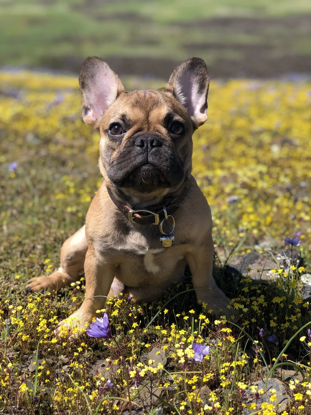 French Bulldog puppy sitting among spring flowers