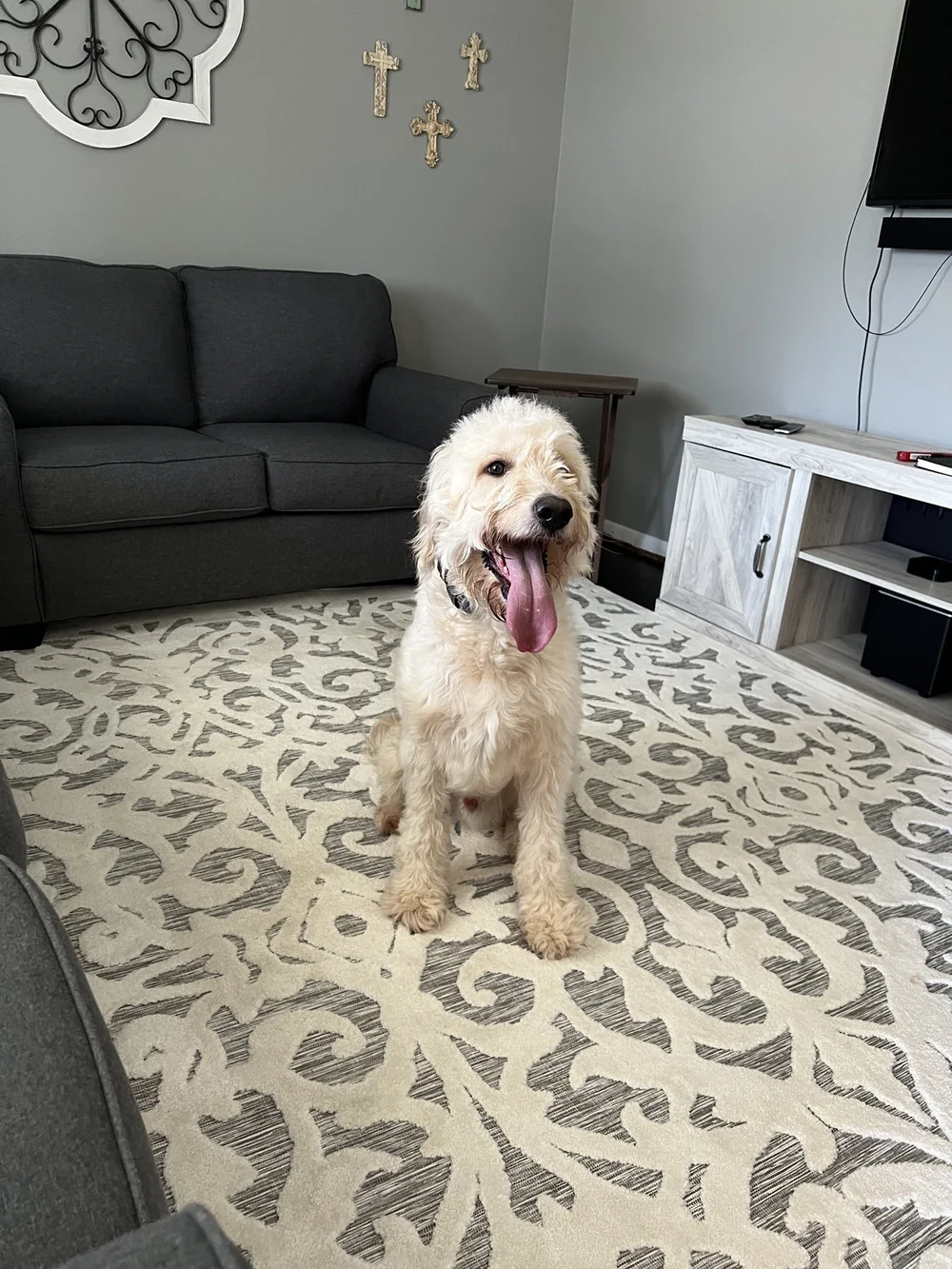 Cream-colored dog sitting in a living room