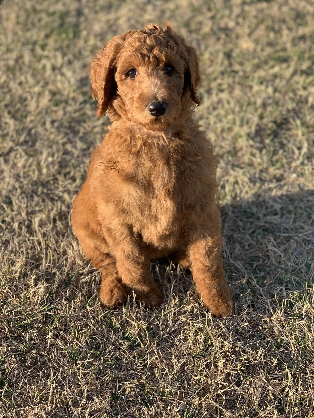 Red curly-coated puppy sitting attentively on grass