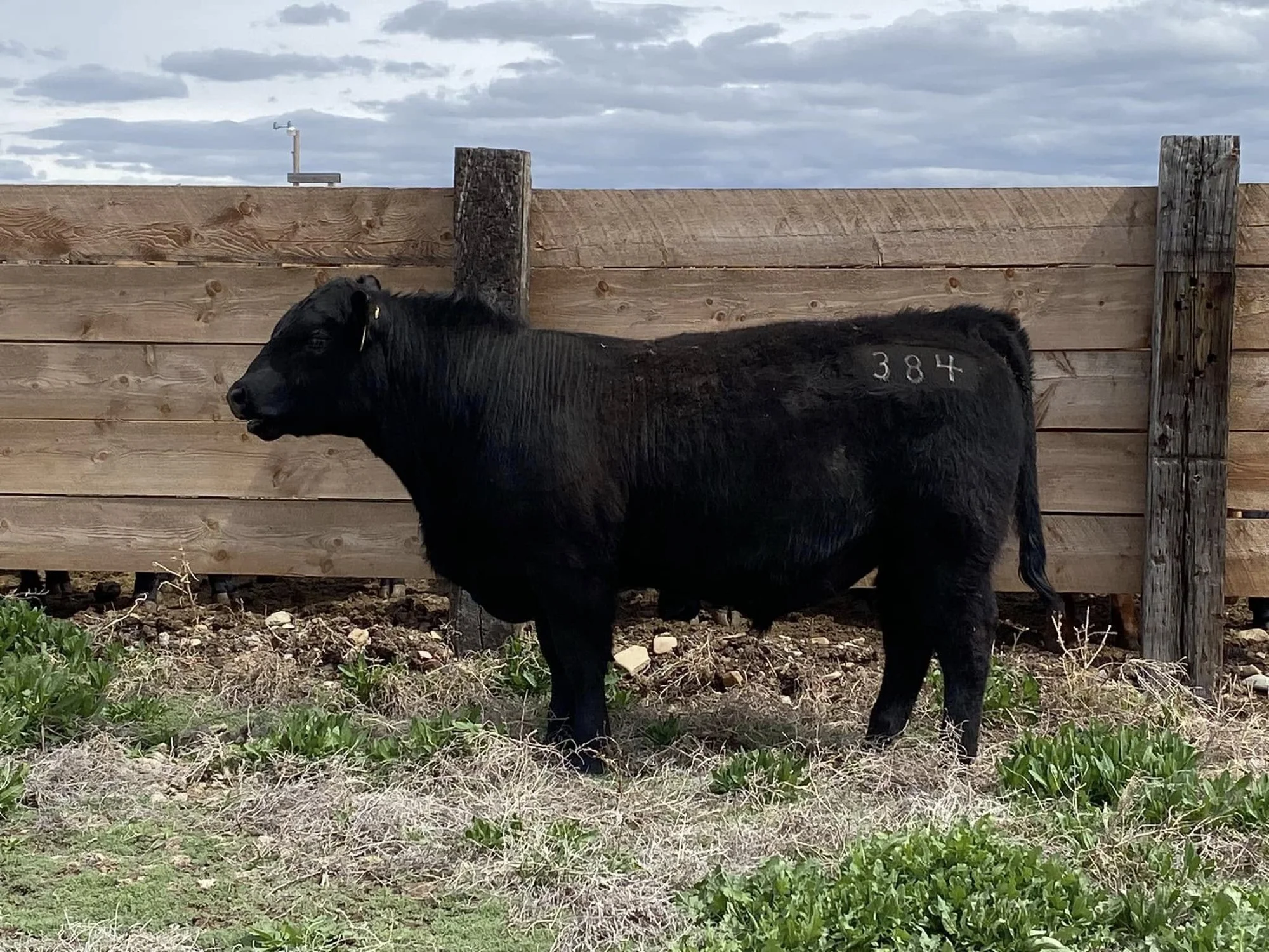Leffingwell Angus herd bull