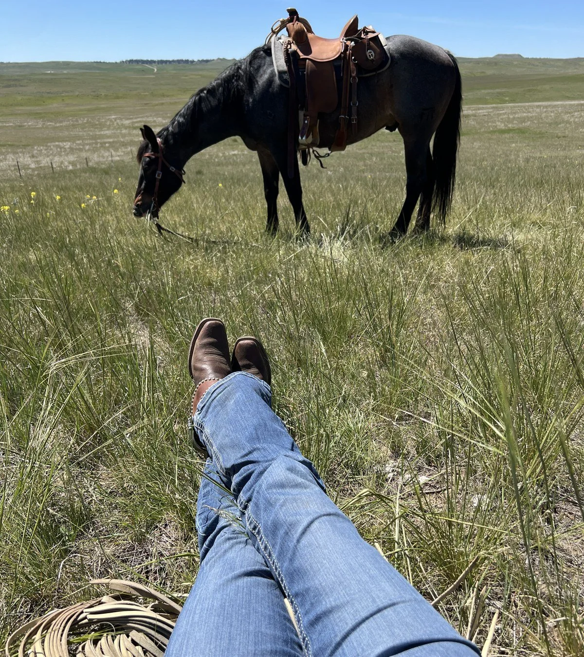 Moving cattle across the prairie