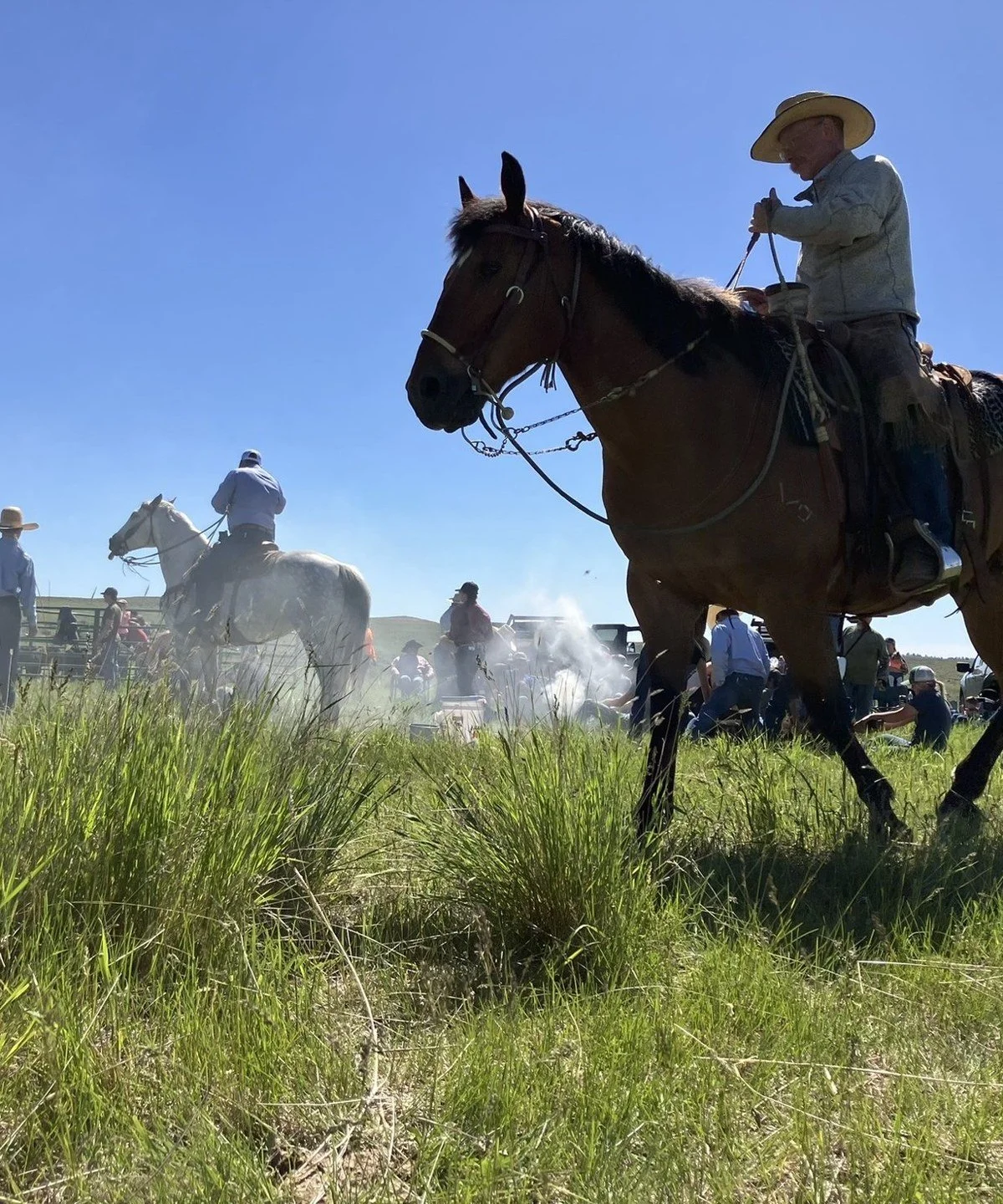 Working cattle on branding day