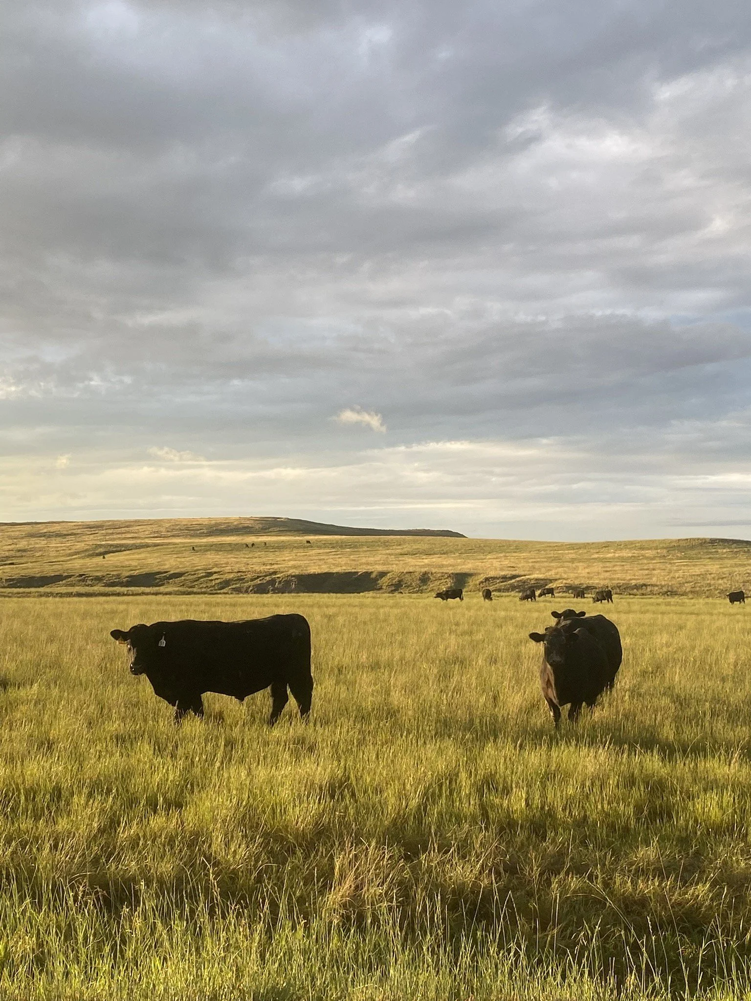 Leffingwell bull sale cattle