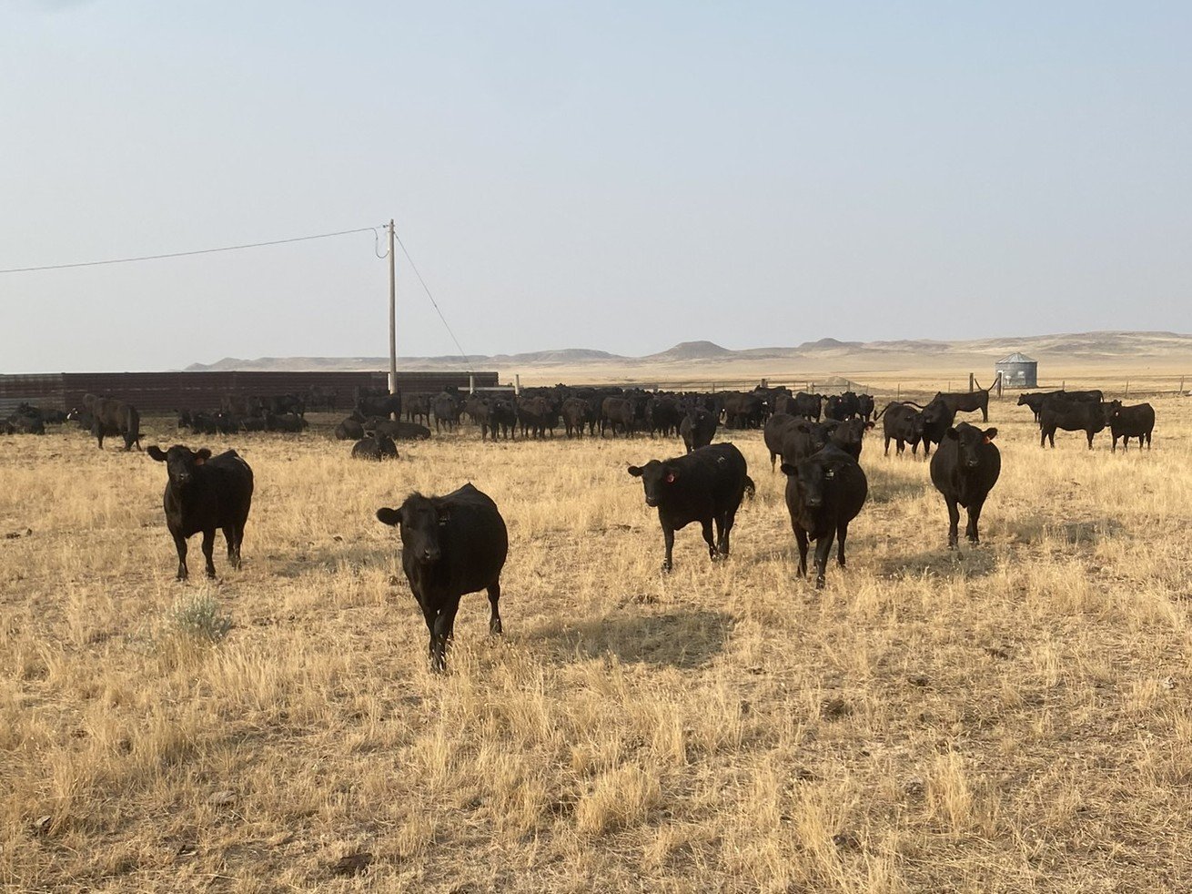 Leffingwell replacement heifers
