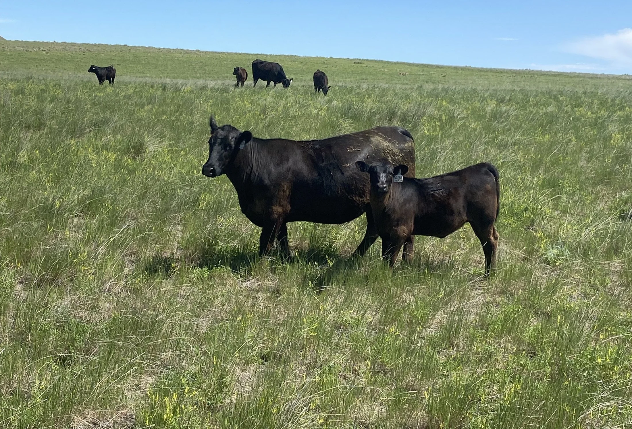 Cow and calf on the ranch