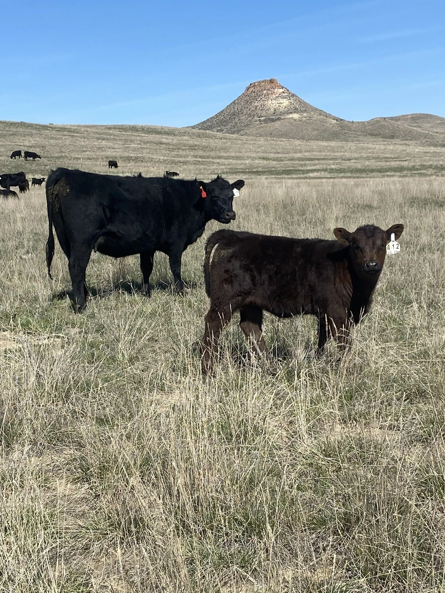 Leffingwell Angus cow on grass