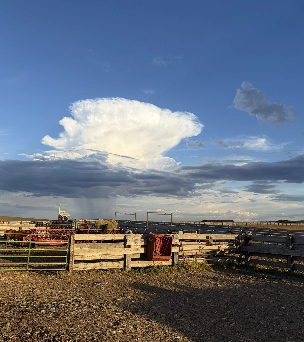 Ranch horses saddled at the corrals