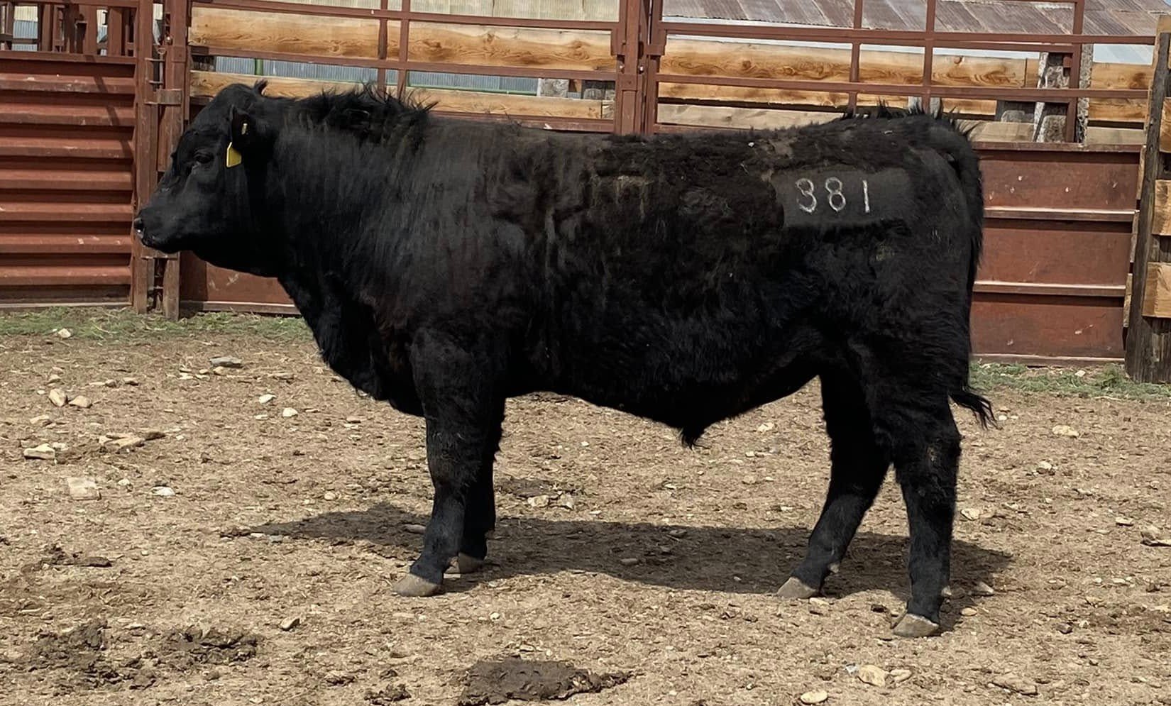 Leffingwell Angus bull, genetics