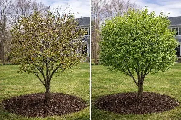 Before and after comparison of diseased vs healthy tree canopy