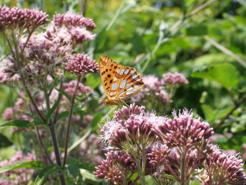 Native ornamental plants in Rhode Island
