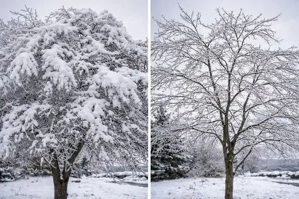 Before and after structural pruning showing ice resistance improvement